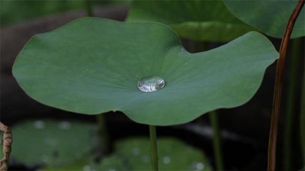 荷叶之所以滴水不沾主要是因为它的表面 蚂蚁庄园最新答案