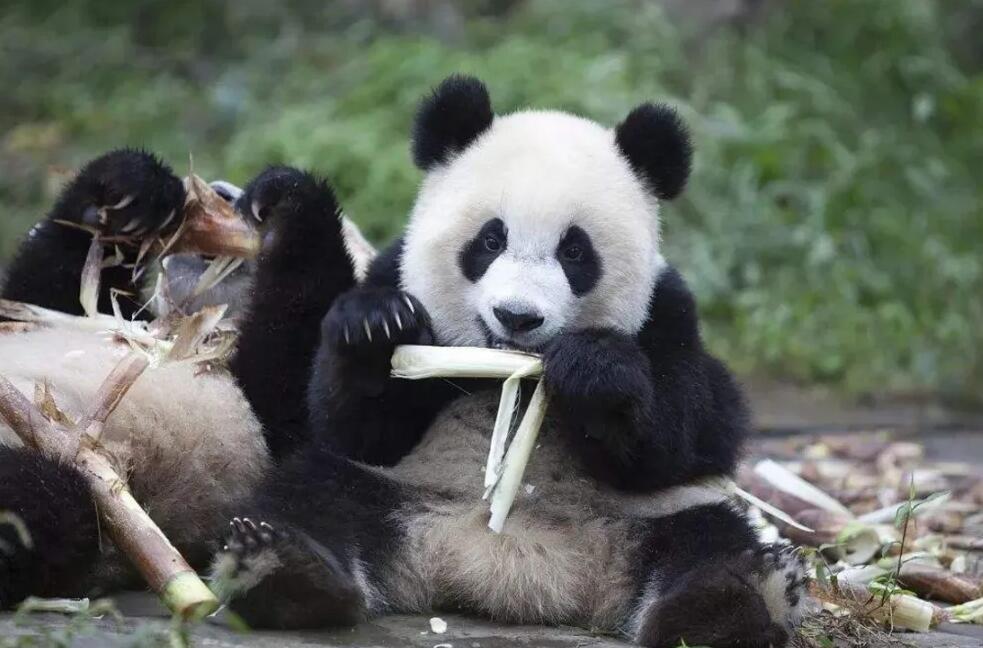 以下哪个曾经是大熊猫在古代的名字