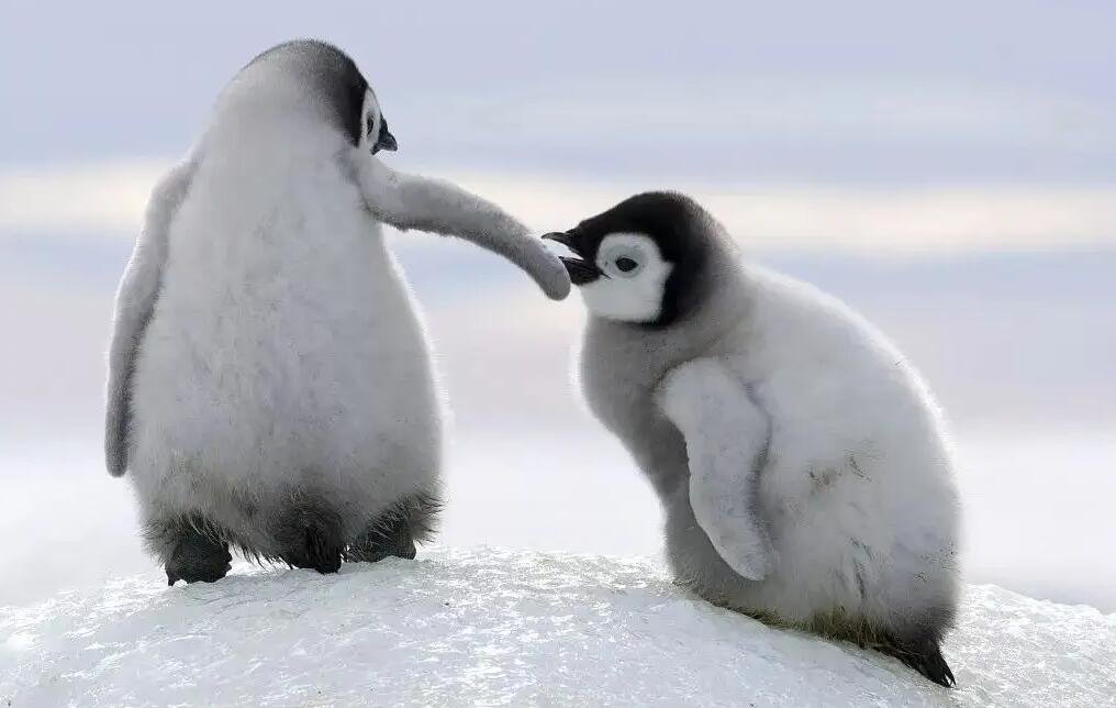 企鹅在向另一半表白的时候会送什么作为定情信物