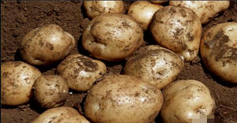 想延长土豆的保存期怎样存放更合适