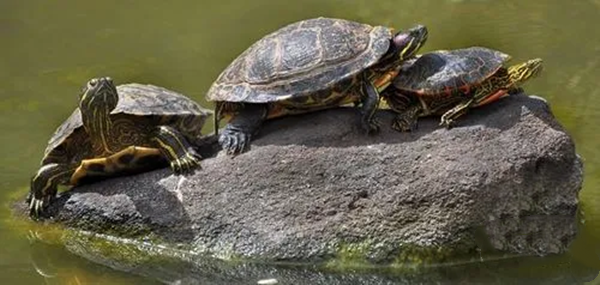 在野外捡到一只巴西龟可以放生吗