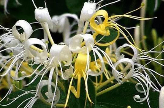 金银花的花朵会变色这是为了 蚂蚁庄园今日答案