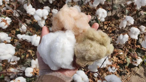 大自然中的棉花都是白色的吗