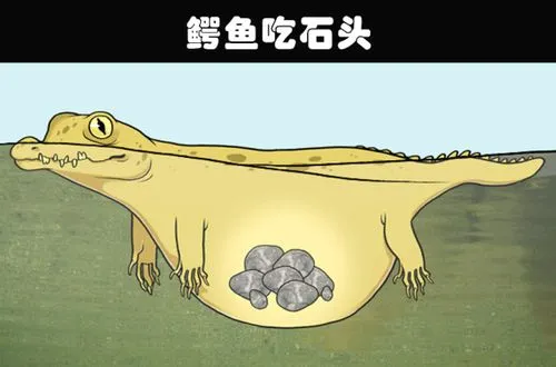 为什么鳄鱼爱吃石块