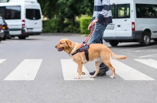 路上遇到导盲犬可以投喂食物和抚摸吗 蚂蚁庄园今日答案