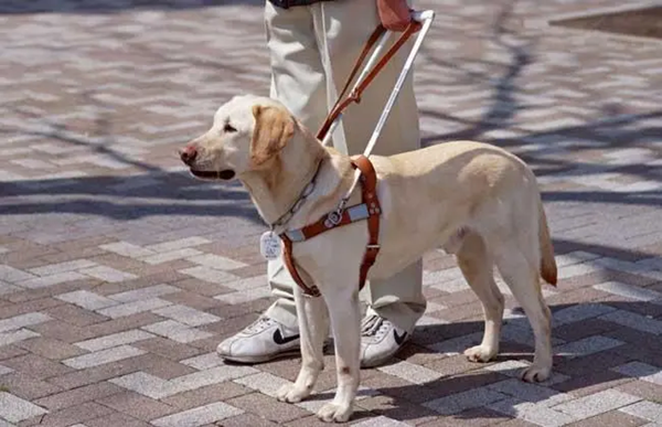 路上遇到导盲犬可以投喂食物和抚摸吗